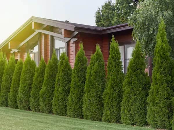 Jak wysokie mogą być tuje przy płocie? Poznaj przepisy i zalecenia