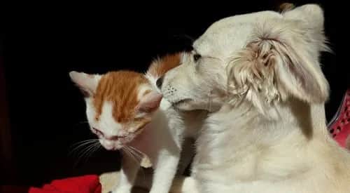 Pierwsze koty za płoty – co to znaczy i jak to wykorzystać w życiu