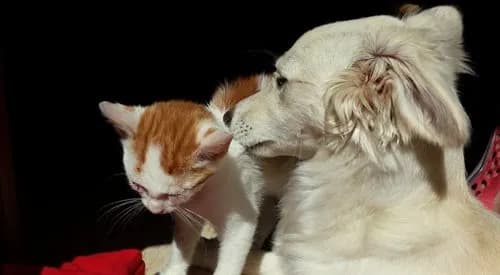 Pierwsze koty za płoty – co to znaczy i jak to wykorzystać w życiu